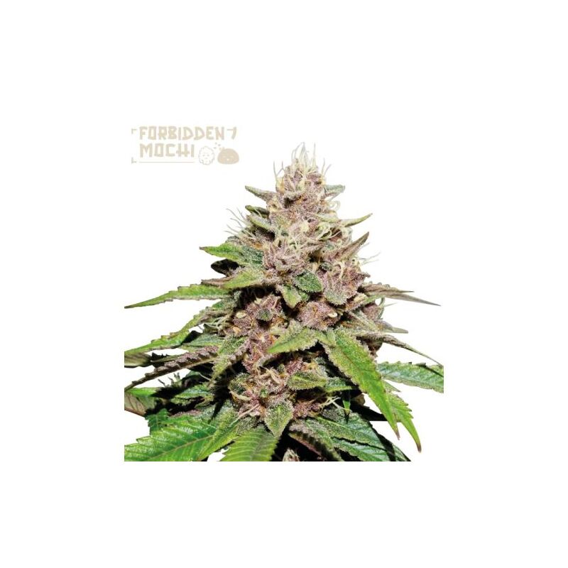 Forbidden Mochi Fast, Фасовка: 3